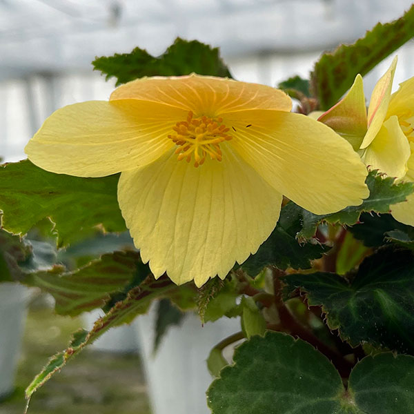 ベゴニア：ポッピングスター　イエロー3.5号ポット