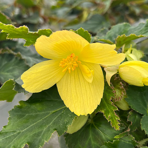 ベゴニア：ポッピングスター　イエロー3.5号ポット