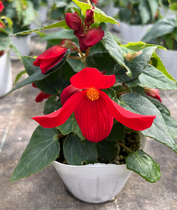 ベゴニア：ポッピングスター　レッド3.5号ポット
