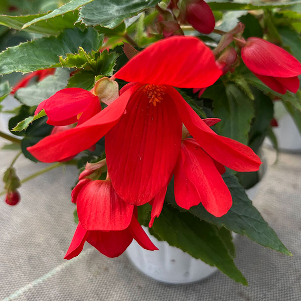 ベゴニア：ポッピングスター　レッド3.5号ポット