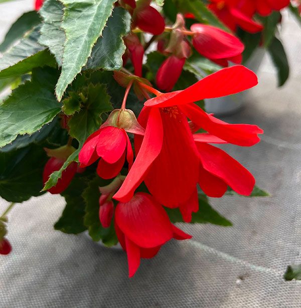 ベゴニア：ポッピングスター　レッド3.5号ポット