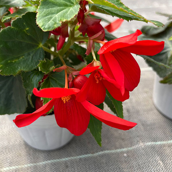 ベゴニア：ポッピングスター　レッド3.5号ポット