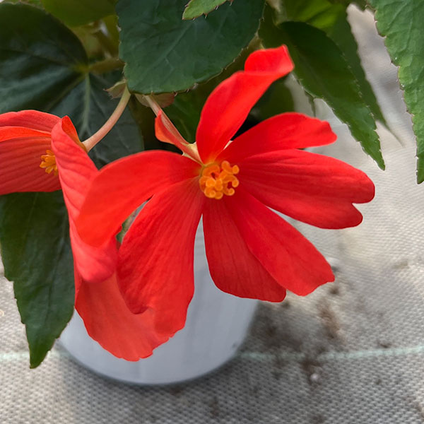 ベゴニア：ポッピングスター　レッド3.5号ポット