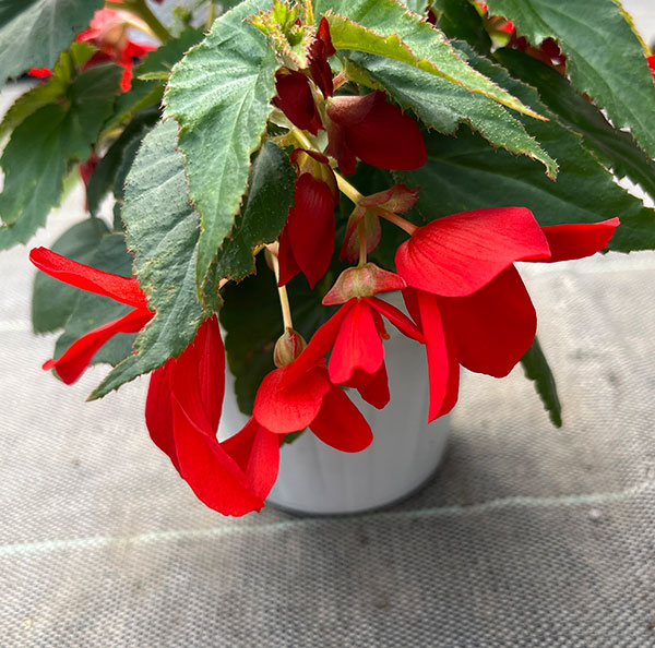 ベゴニア：ポッピングスター　レッド3.5号ポット