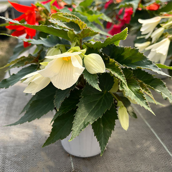 ベゴニア：ポッピングスター　ホワイト3.5号ポット