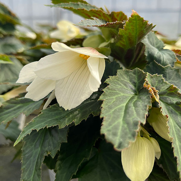 ベゴニア：ポッピングスター　ホワイト3.5号ポット