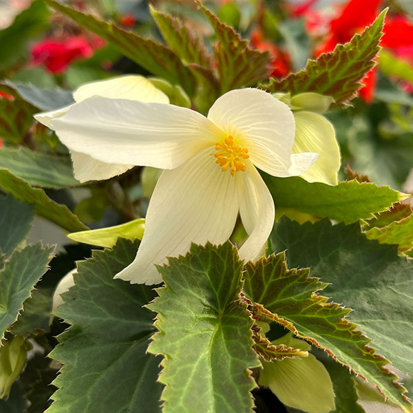 ベゴニア：ポッピングスター　ホワイト3.5号ポット