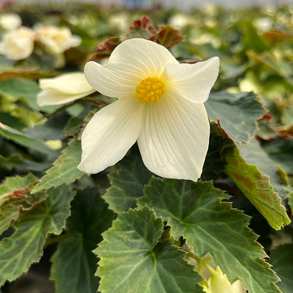 ベゴニア：ポッピングスター　ホワイト3.5号ポット