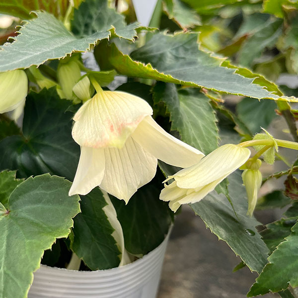 ベゴニア：ポッピングスター　ホワイト3.5号ポット