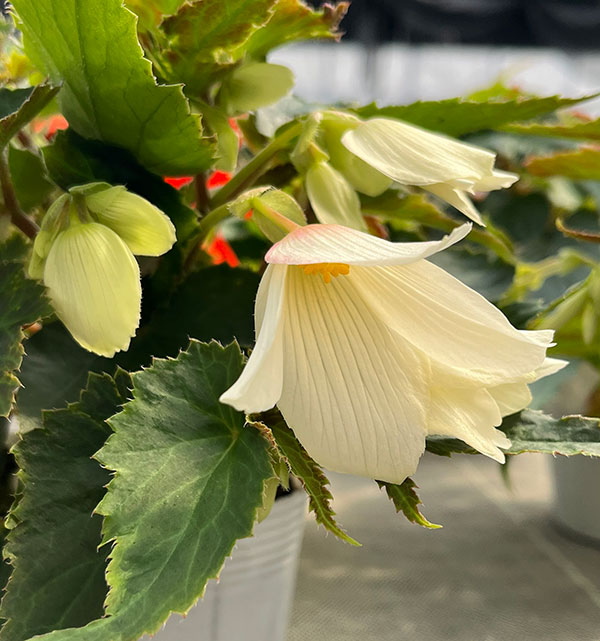 ベゴニア：ポッピングスター　ホワイト3.5号ポット