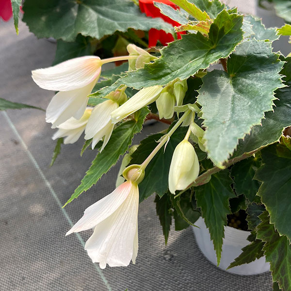 ベゴニア：ポッピングスター　ホワイト3.5号ポット