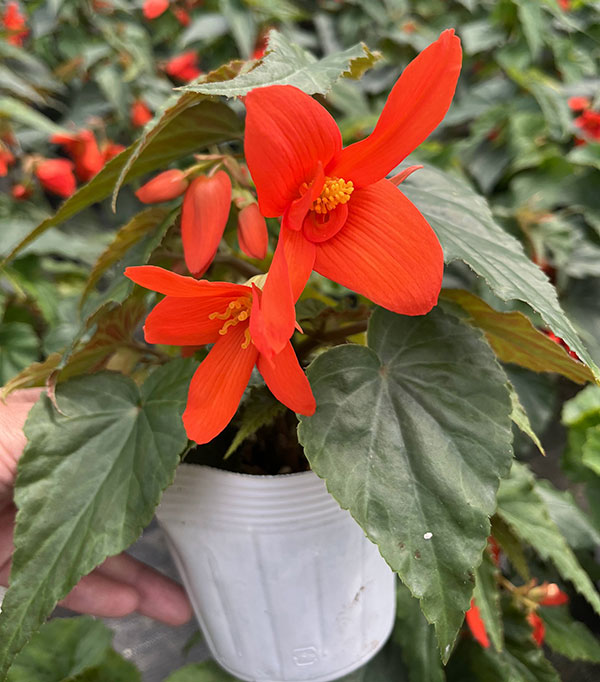 ベゴニア：ポッピングスター　オレンジ3.5号ポット