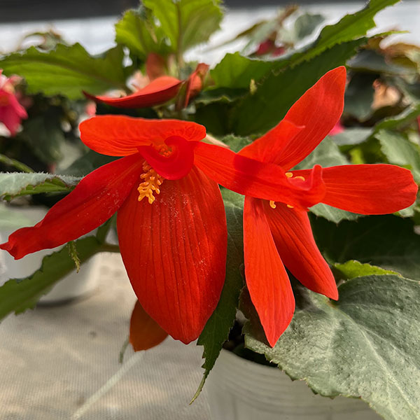 ベゴニア：ポッピングスター　オレンジ3.5号ポット