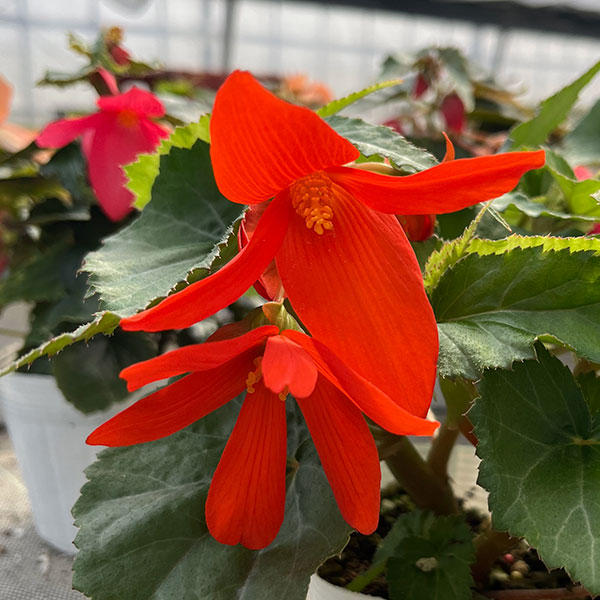 ベゴニア：ポッピングスター　オレンジ3.5号ポット