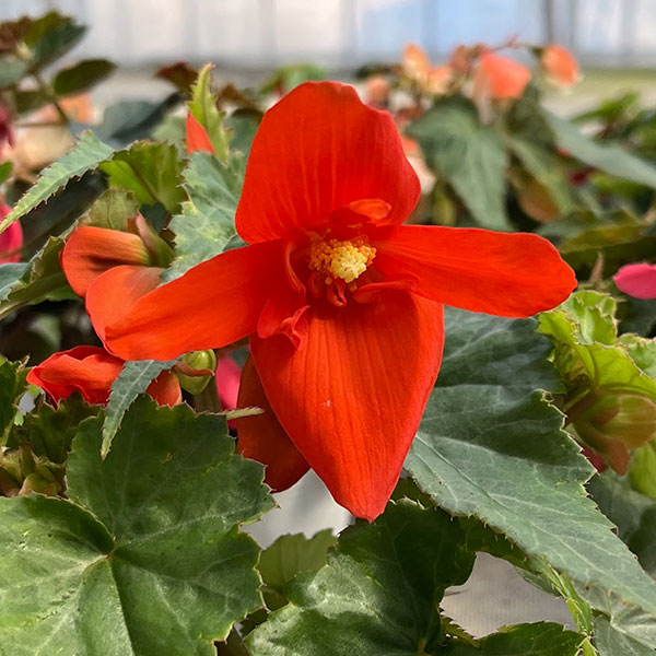 ベゴニア：ポッピングスター　オレンジ3.5号ポット