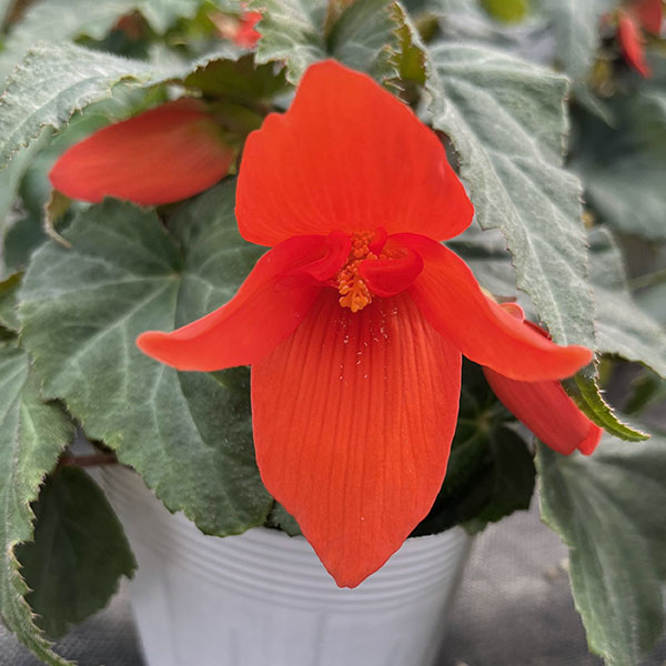 ベゴニア：ポッピングスター　オレンジ3.5号ポット