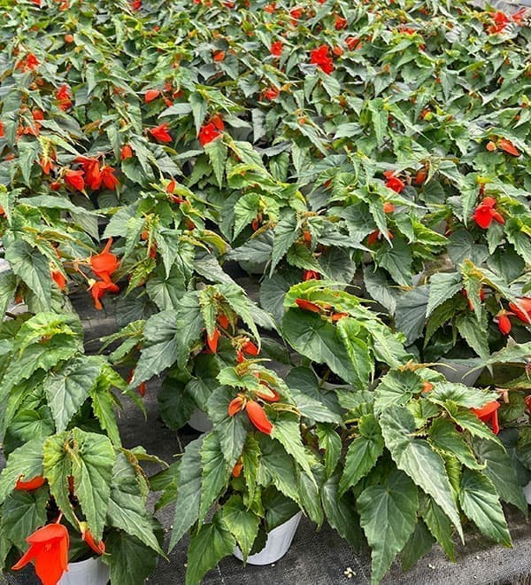 ベゴニア：ポッピングスター　オレンジ3.5号ポット