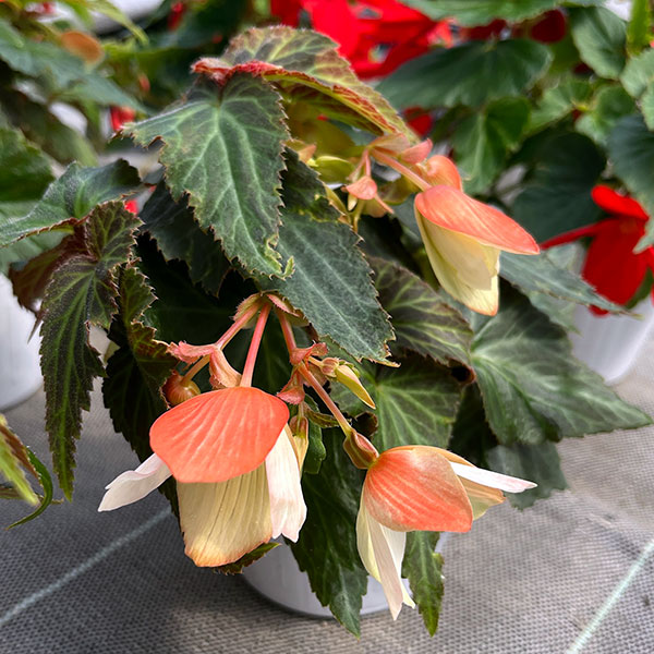 ベゴニア：ポッピングスター　サーモンバイカラー3.5号ポット