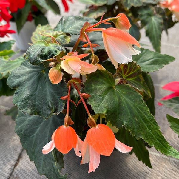 ベゴニア：ポッピングスター　サーモンバイカラー3.5号ポット