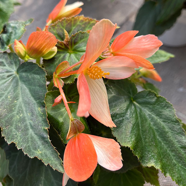 ベゴニア：ポッピングスター　サーモンバイカラー3.5号ポット