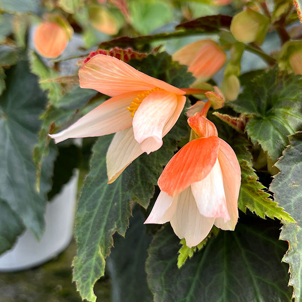 ベゴニア：ポッピングスター　サーモンバイカラー3.5号ポット
