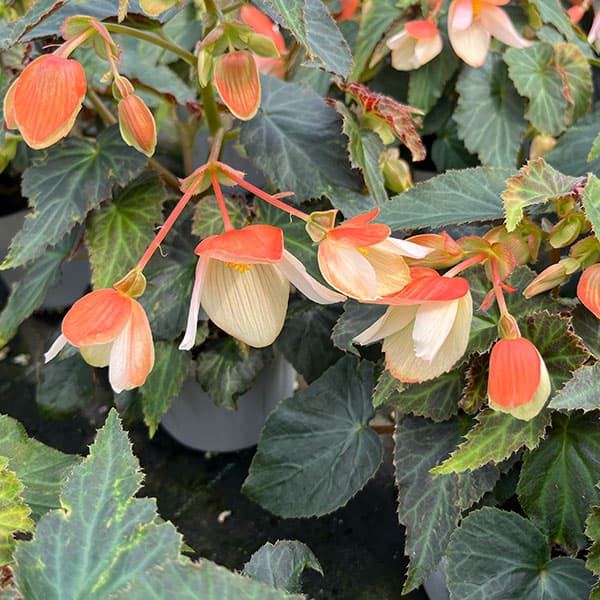 ベゴニア：ポッピングスター　サーモンバイカラー3.5号ポット