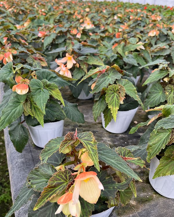 ベゴニア：ポッピングスター　サーモンバイカラー3.5号ポット