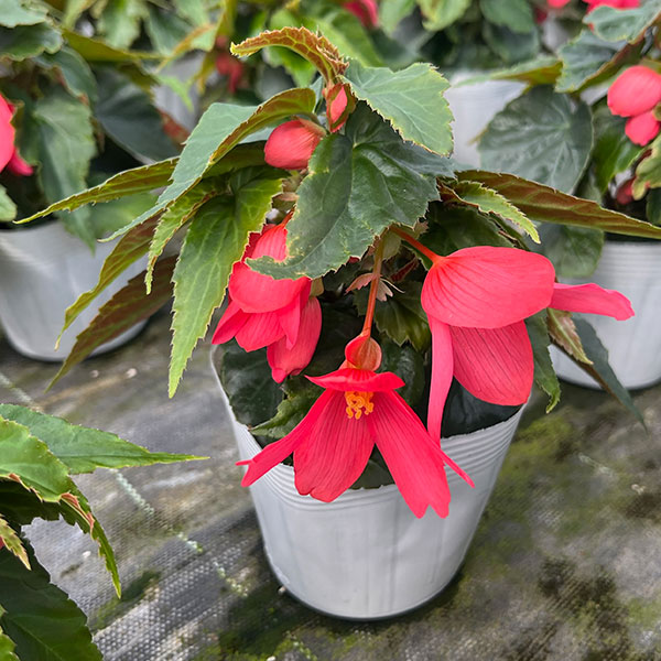 ベゴニア：ポッピングスター　ローズ3.5号ポット