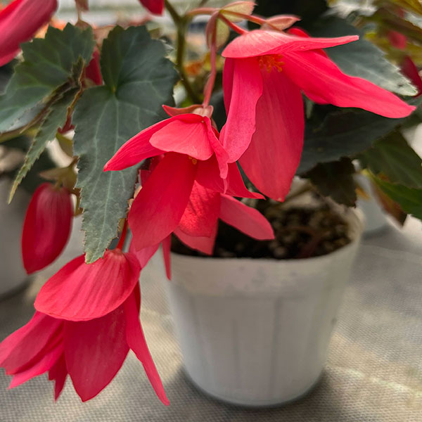 ベゴニア：ポッピングスター　ローズ3.5号ポット