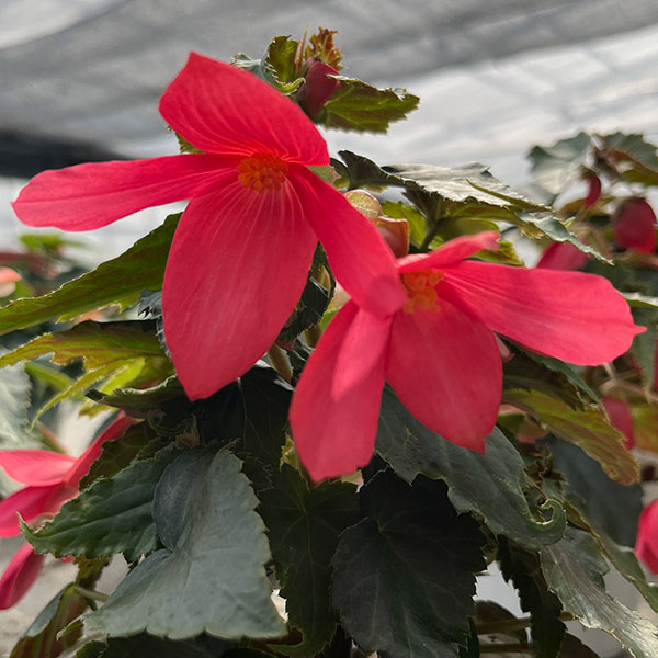 ベゴニア：ポッピングスター　ローズ3.5号ポット