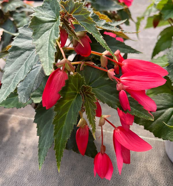 ベゴニア：ポッピングスター　ローズ3.5号ポット