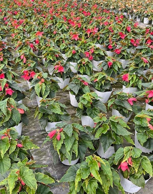 ベゴニア：ポッピングスター　ローズ3.5号ポット