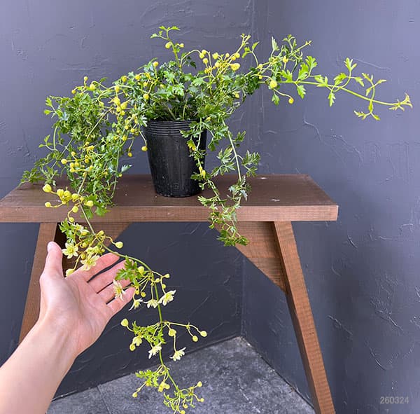 クレマチス：ピクシー3.5号ポット（フォステリー系）