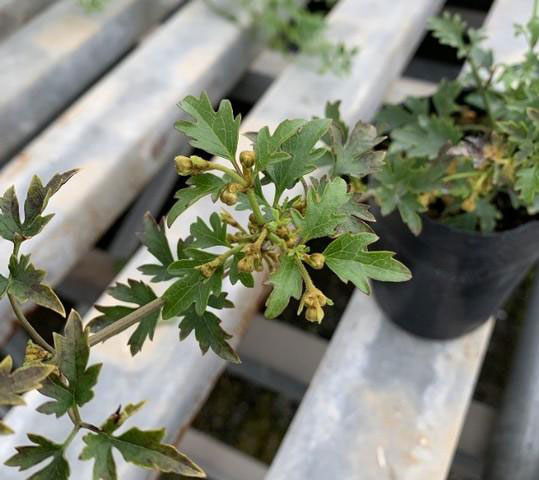 クレマチス：ピクシー3.5号ポット（フォステリー系）