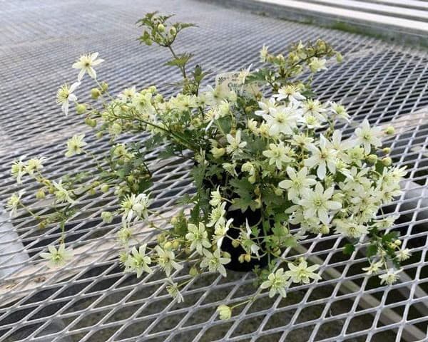 クレマチス：ピクシー3.5号ポット（フォステリー系）