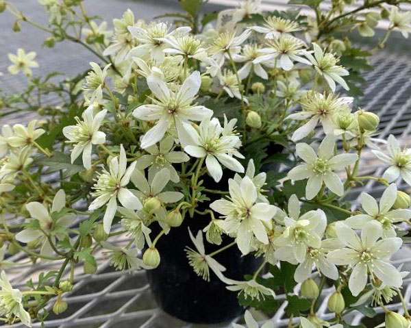 クレマチス：ピクシー3.5号ポット（フォステリー系）