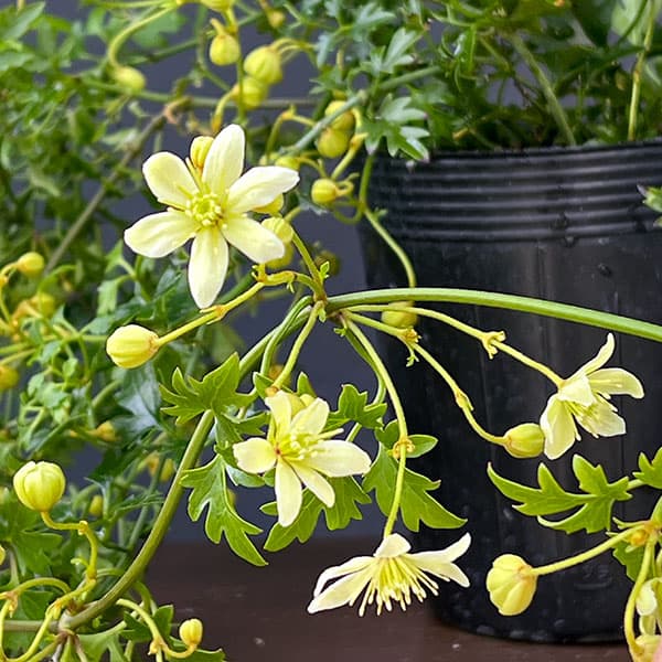 クレマチス：ピクシー3.5号ポット（フォステリー系）