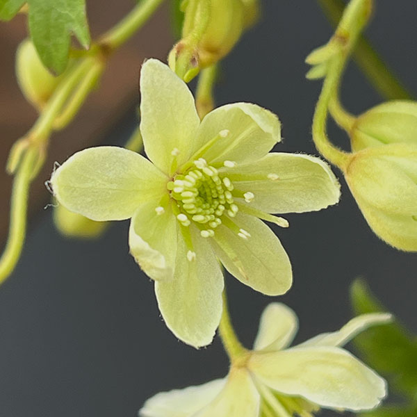 クレマチス：ピクシー3.5号ポット（フォステリー系）