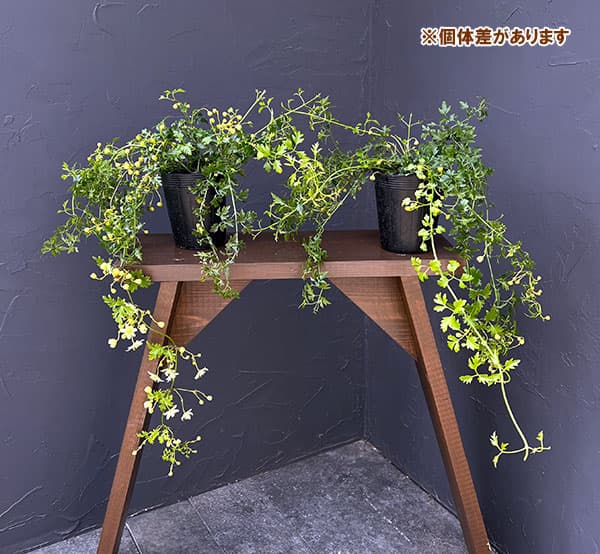 クレマチス：ピクシー3.5号ポット（フォステリー系）