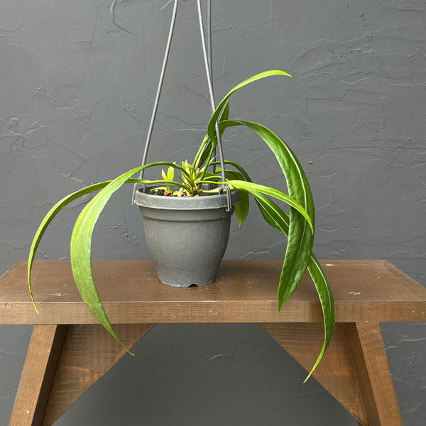 アンスリウム:ビッタリフォリウム (ちょっと斑入り)4号吊り鉢26-01