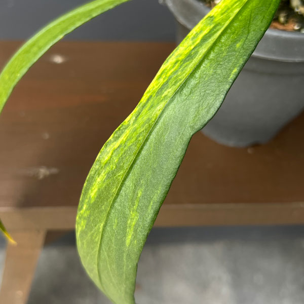 アンスリウム:ビッタリフォリウム (ちょっと斑入り)4号吊り鉢26-01