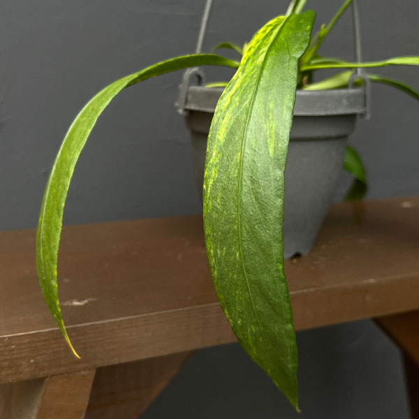 アンスリウム:ビッタリフォリウム (ちょっと斑入り)4号吊り鉢26-01