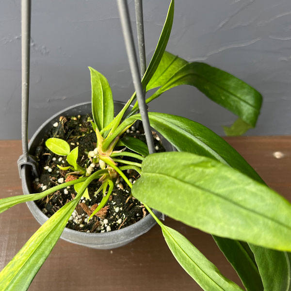 アンスリウム:ビッタリフォリウム (ちょっと斑入り)4号吊り鉢26-01