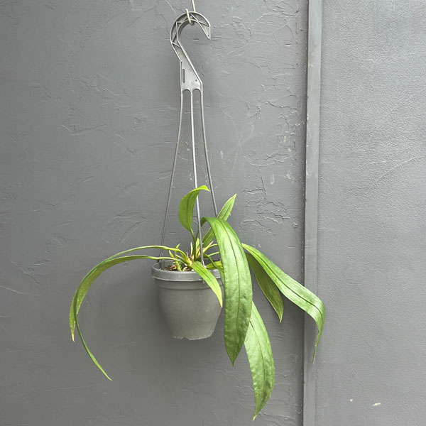 アンスリウム:ビッタリフォリウム (ちょっと斑入り)4号吊り鉢26-01