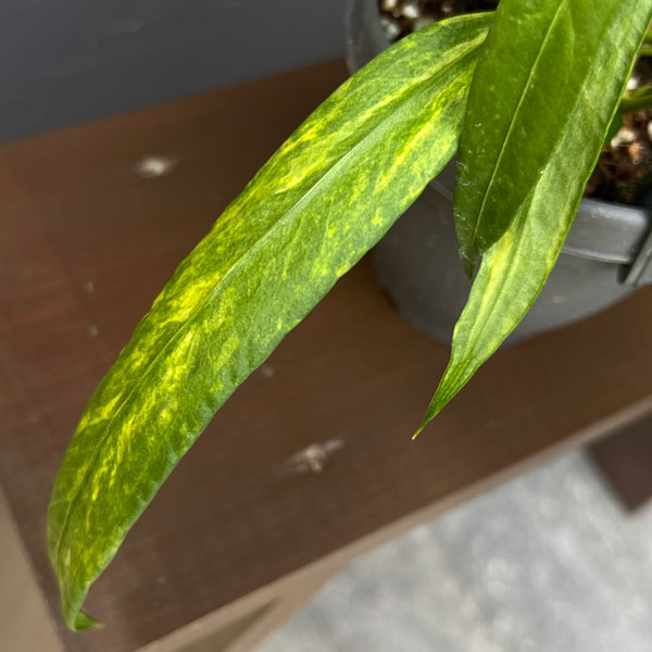 アンスリウム:ビッタリフォリウム (ちょっと斑入り)4号吊り鉢26-02