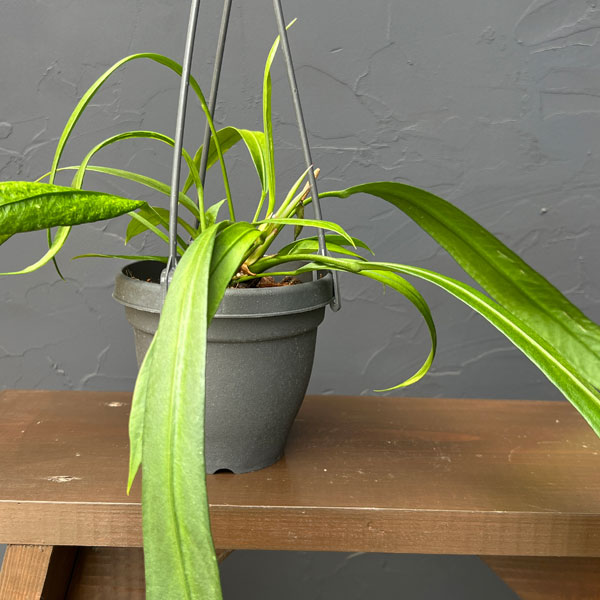 アンスリウム:ビッタリフォリウム (ちょっと斑入り)4号吊り鉢26-02