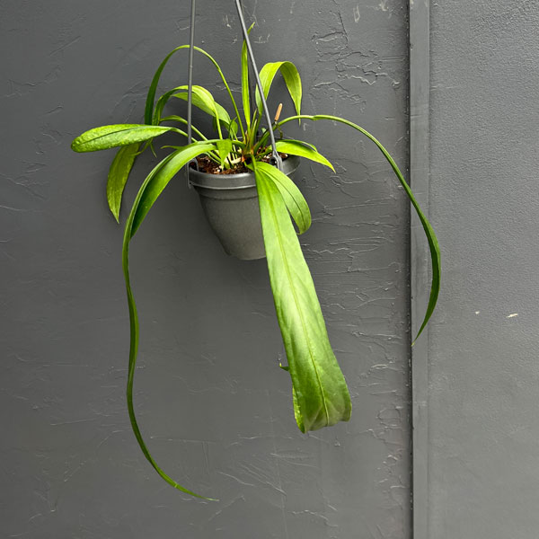 アンスリウム:ビッタリフォリウム (ちょっと斑入り)4号吊り鉢26-02