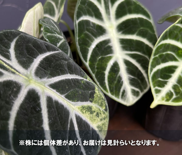 アロカシア:ニンジャ ちょっと斑入り 3.5号ポット