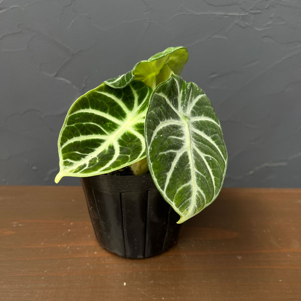 アロカシア:ニンジャ ちょっと斑入り 3.5号ポット