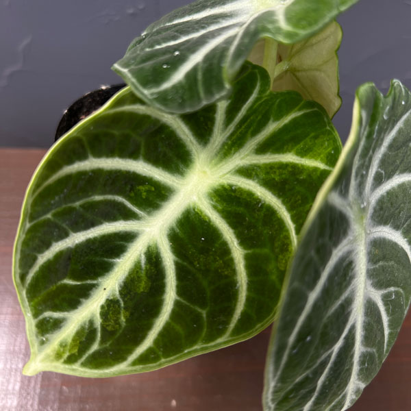アロカシア:ニンジャ ちょっと斑入り 3.5号ポット